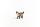 Schleich Farm World Ragdoll Katze
