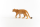 Schleich Wild Life Puma