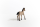 Schleich Horse Club Criollo Definito Fohlen
