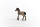 Schleich Horse Club Criollo Definito Fohlen