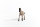 Schleich Horse Club Criollo Definito Fohlen