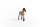 Schleich Horse Club Criollo Definito Fohlen