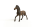 Schleich Horse Club Oldenburger Hengst