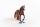 Schleich Horse Club Sofia&rsquo;s Beauties Beauty Horse Englisch Vollblut