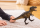 Schleich Dinosaurs Tarbosaurus