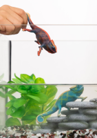 Schleich Wild Life Cham&auml;leon