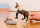 Schleich Horse Club Paso Peruano Hengst