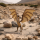 Schleich Wizarding World Ungarischer Hornschwanz
