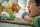 LEGO® Creator - Wilde Tiere: Majestätischer Löwe