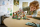 LEGO® Jurassic World™ - Flucht des Spinosaurus