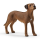 Schleich Farm World Rhodesian Ridgeback