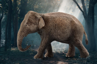 Schleich Wild Life Asiatische Elefantenkuh
