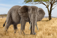 Schleich Wild Life Afrikanische Elefantenkuh