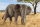 Schleich Wild Life Afrikanische Elefantenkuh