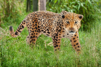 Schleich Wild Life Jaguar