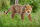 Schleich Wild Life Jaguar