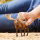 Schleich Wild Life Elch Bulle