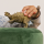 Schleich Dinosaurs Ankylosaurus